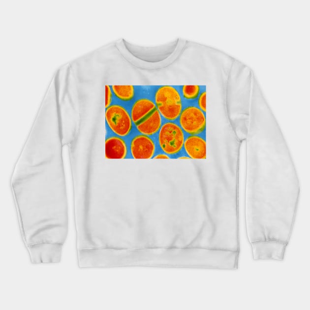 Staphylococcus aureus bacteria (B234/0030) Crewneck Sweatshirt by SciencePhoto